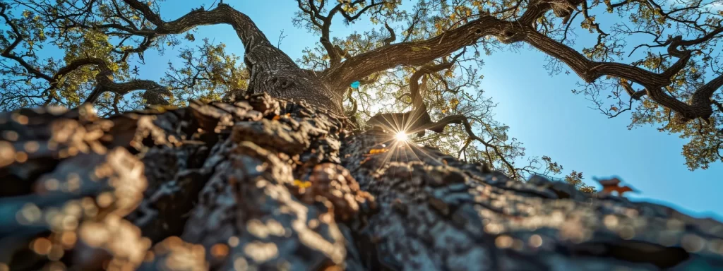 How Seasonal Weather in North Carolina Affects Your Trees 6 c8cbea22 f656 4375 bad6 f4f996775e52