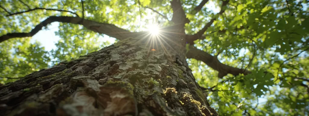 Top 5 Signs Your Tree Needs Immediate Removal 7 signs your tree needs immediate removal