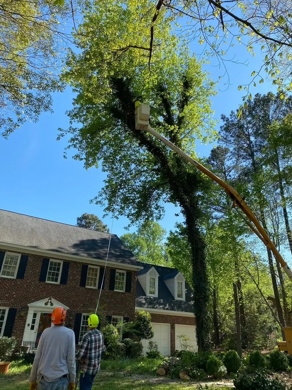 How to Protect Young Trees During Hot Raleigh Summers