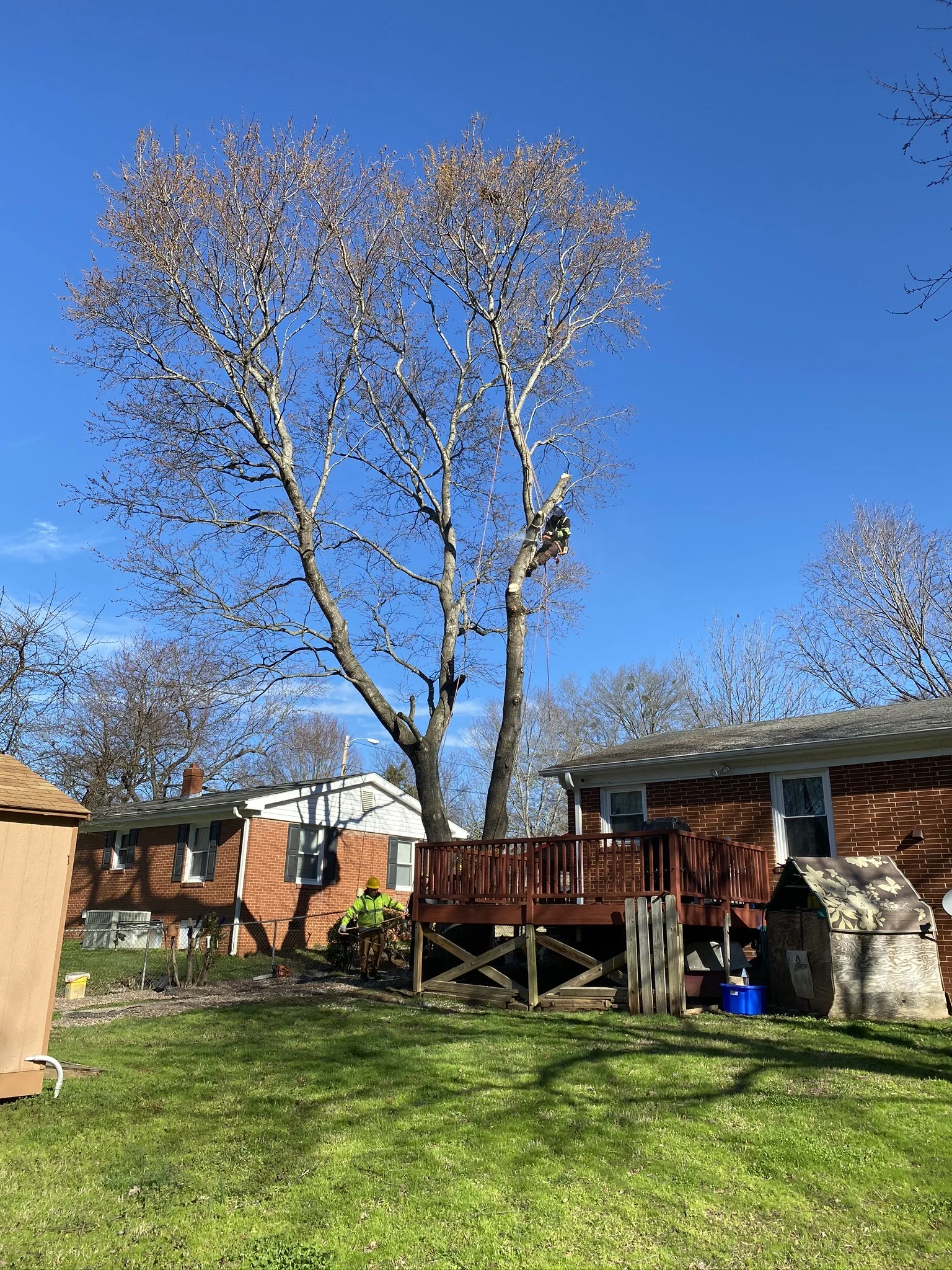 Fonvilletreeservice arborist climbing tall deciduous tree with ropes while ground crew assists in residential backyard NC