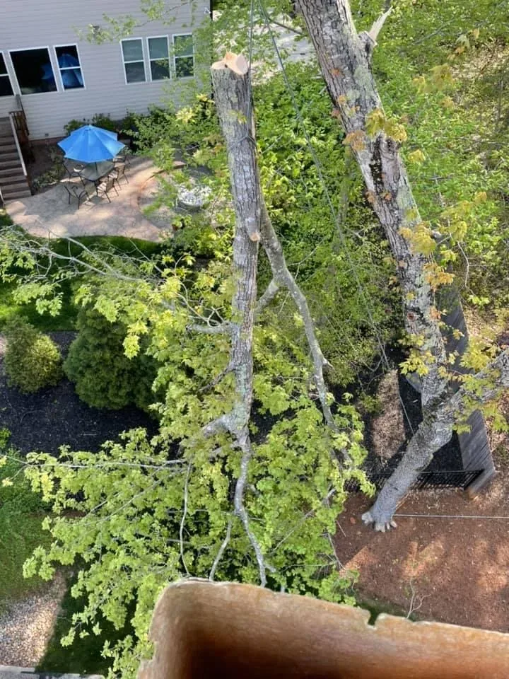 Leaning storm-damaged tree before emergency removal