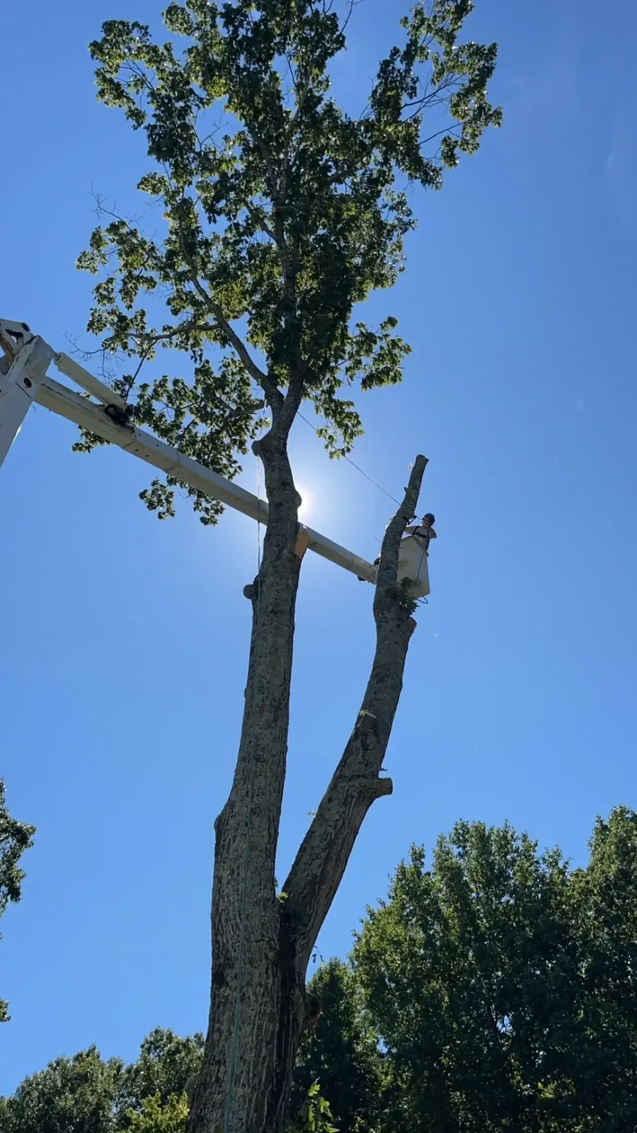 Tree being dismantled from the top down by a Fonville climber