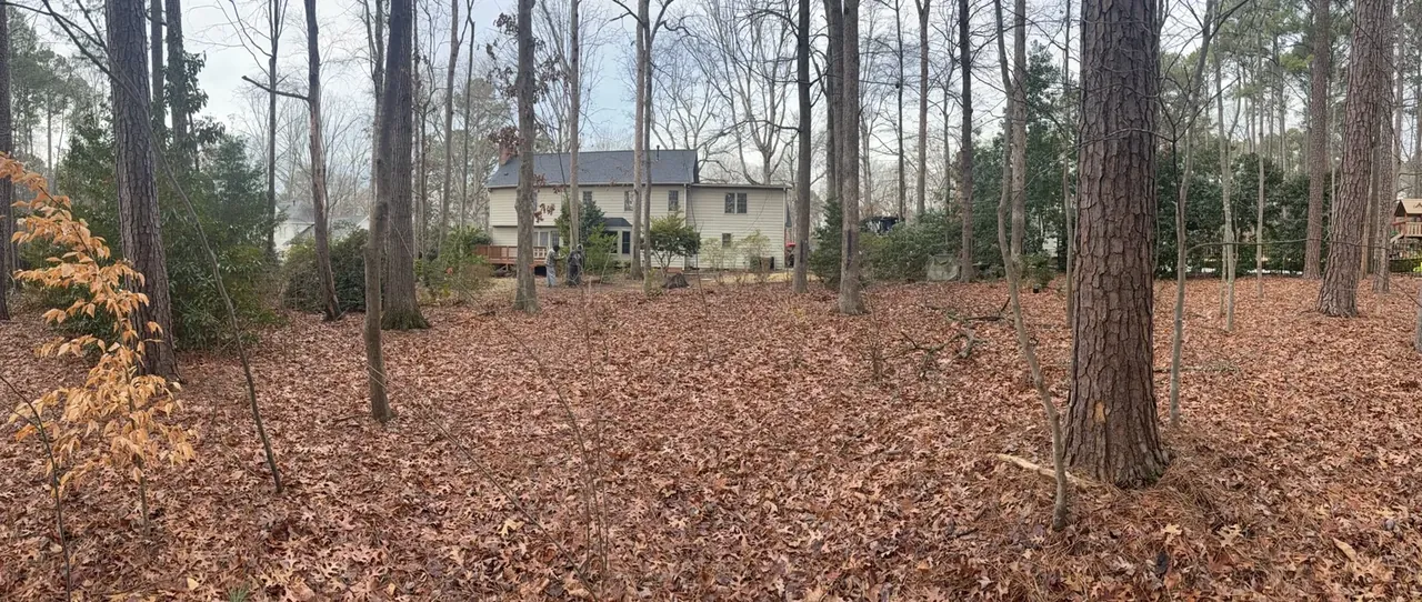 Wooded lot after underbrush clearing