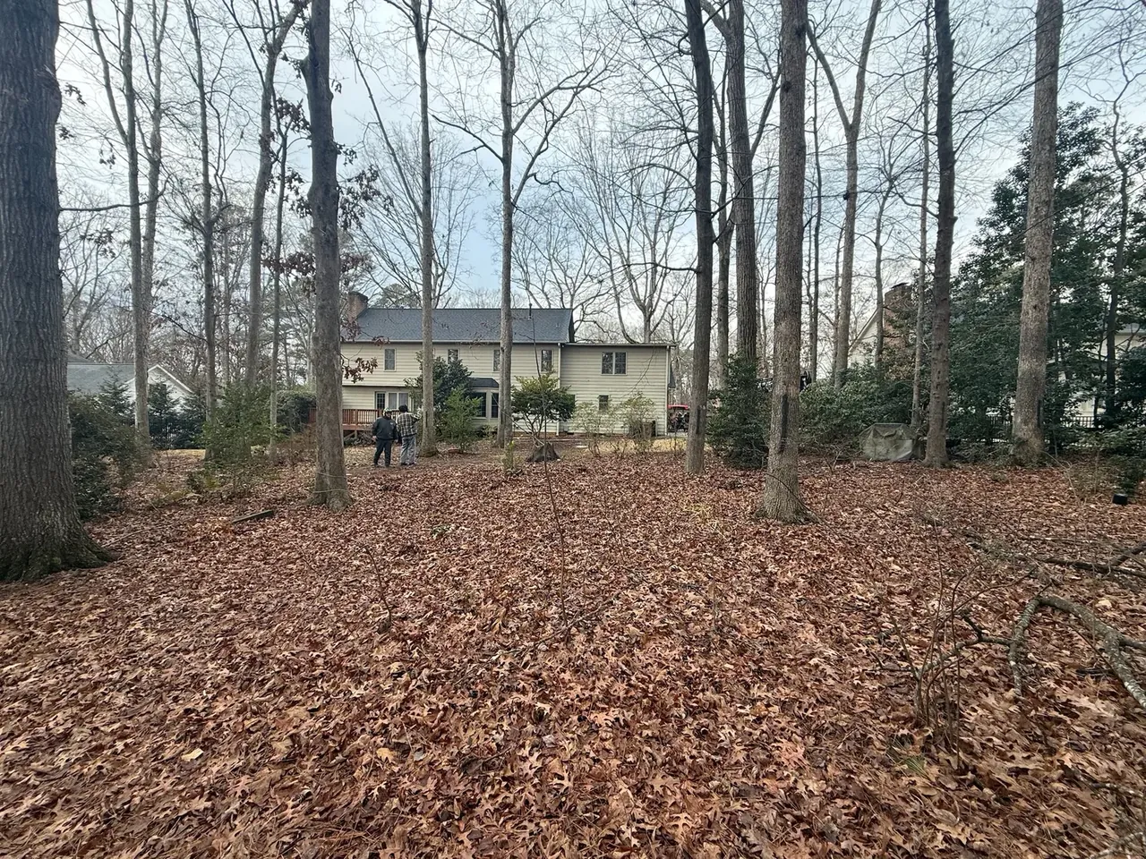 Cleared understory on a residential lot