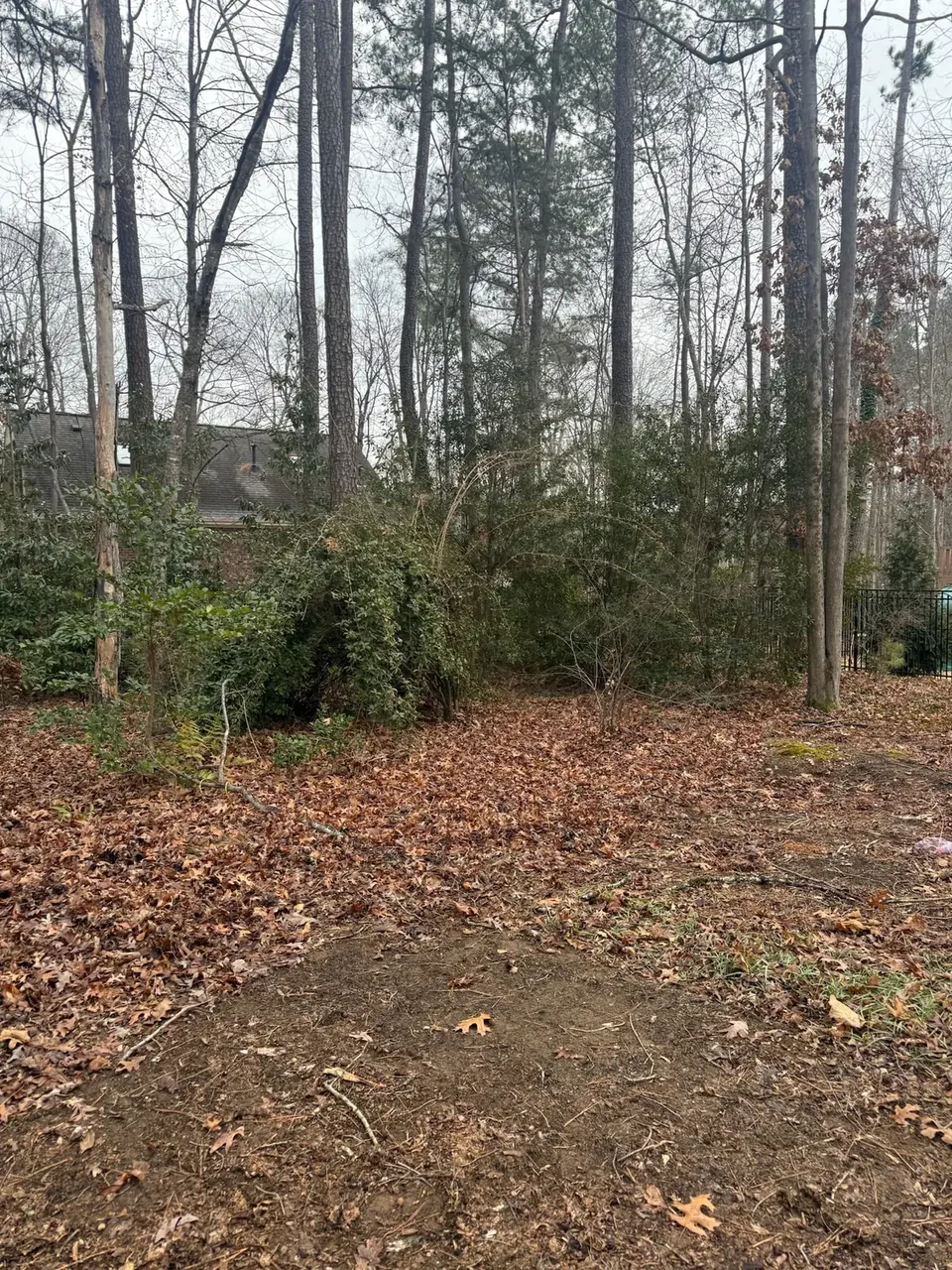 Lot edge cleared of dense brush