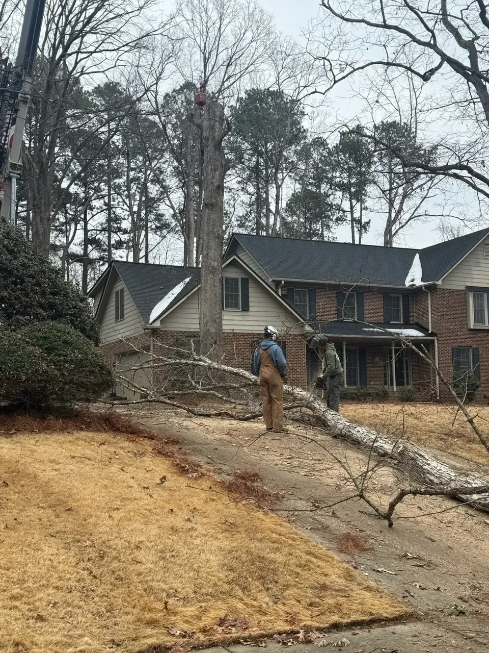 Tree down across a front lawn after a storm