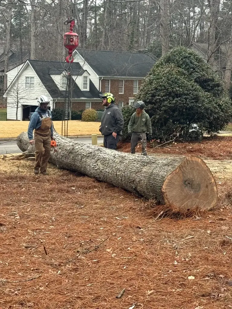 Fonvilletreeservice crew preparing large sectioned oak trunk for crane lift during residential tree removal in NC