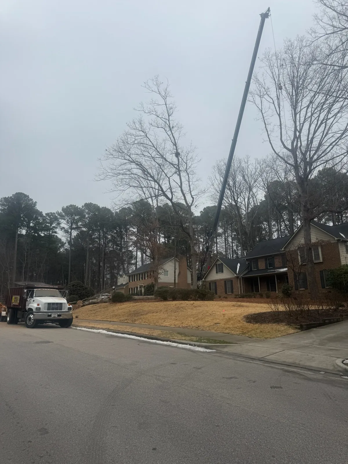 Crane working above street trees