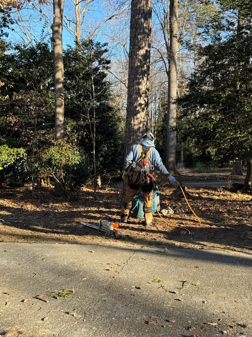 Arborist carrying a saw to a pruning job