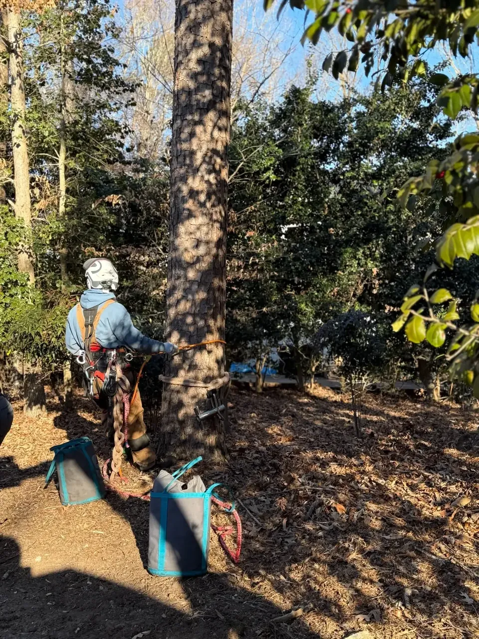 Climber secured in a tree during pruning work