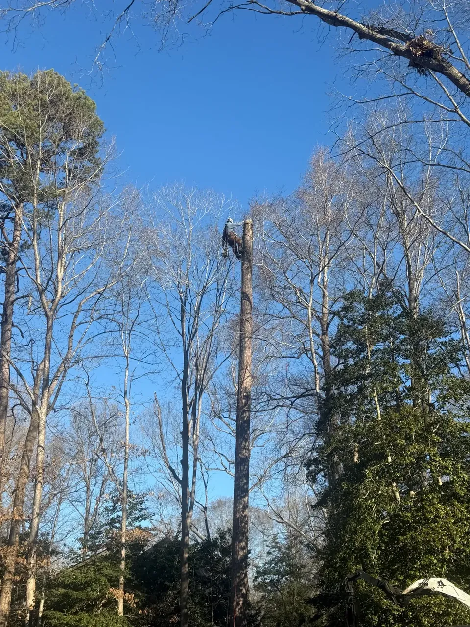 Climber working high in tall hardwood trees during a removal