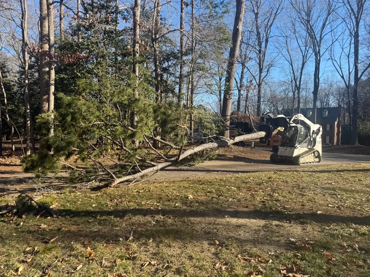 Skid steer removing a storm-fallen pine