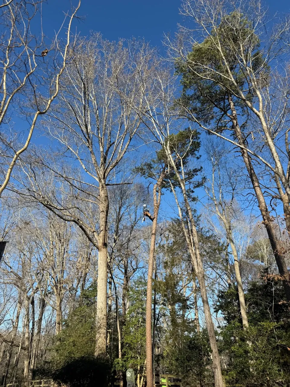 Tall trees being evaluated for trimming