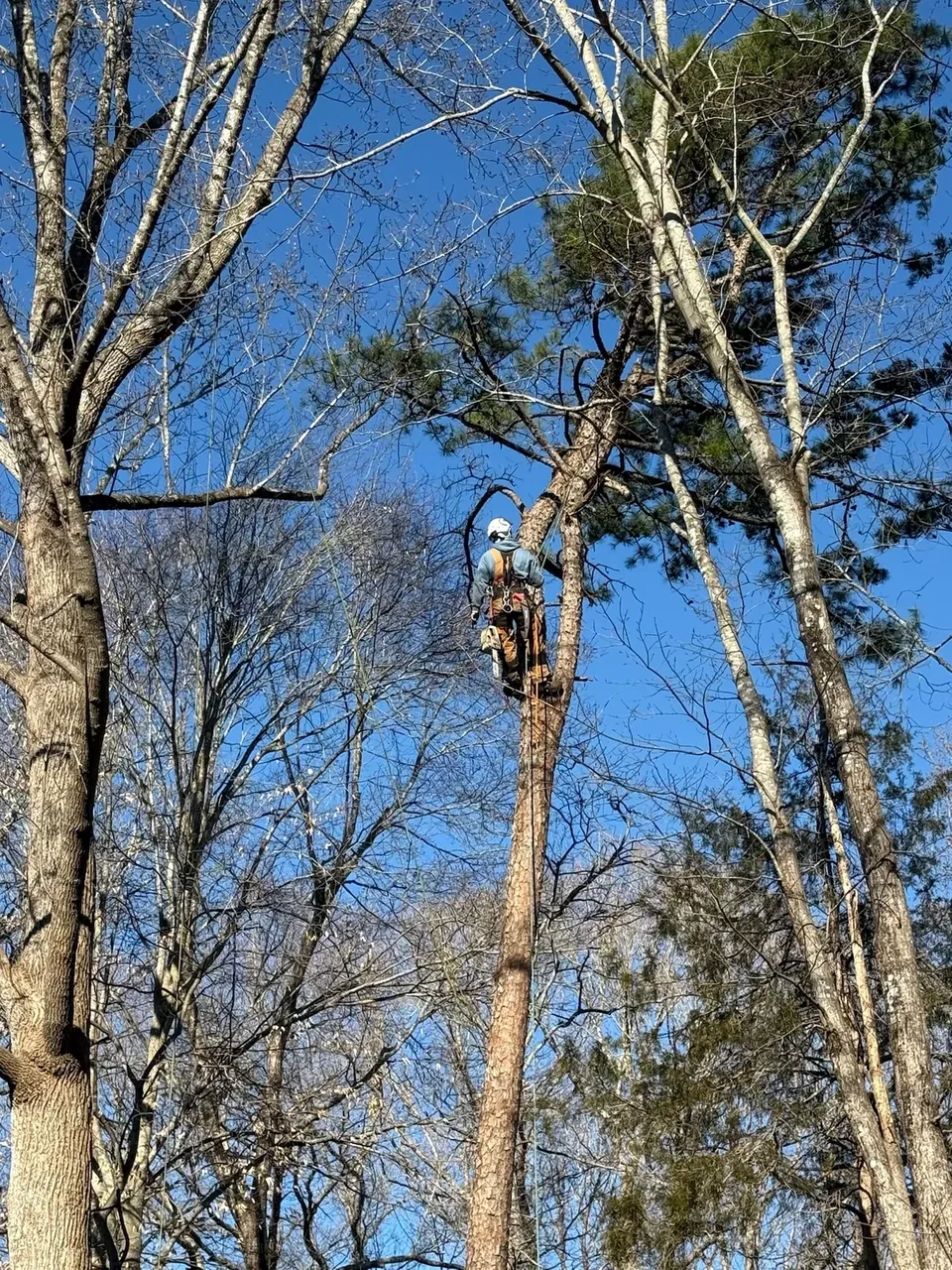 Tree climber working in the upper canopy