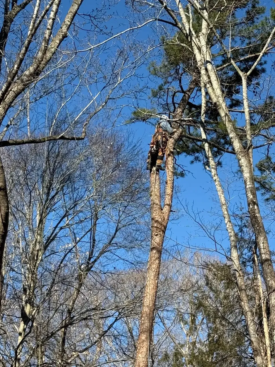 Climber working in the upper canopy