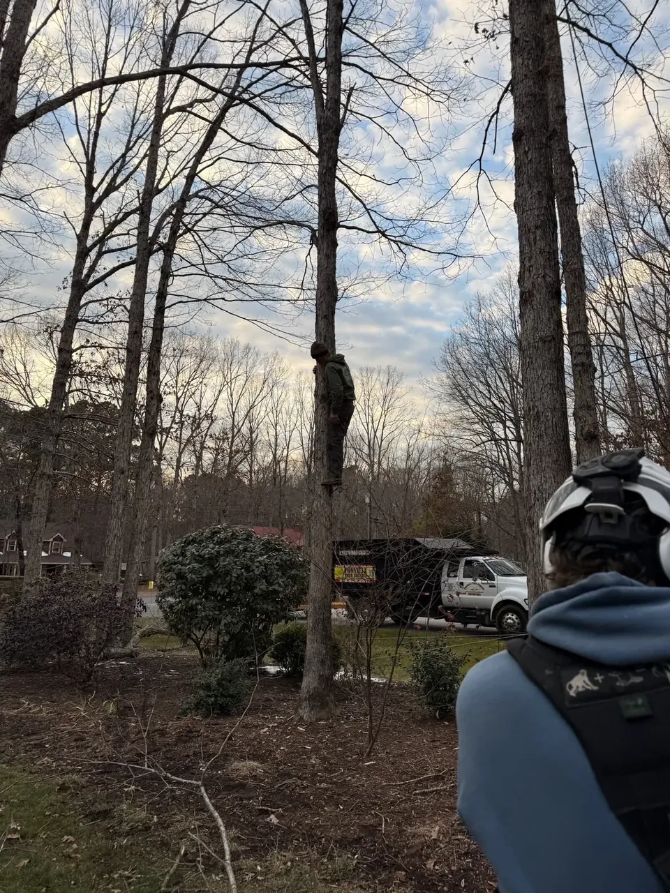 Tree trimming in progress in a residential yard