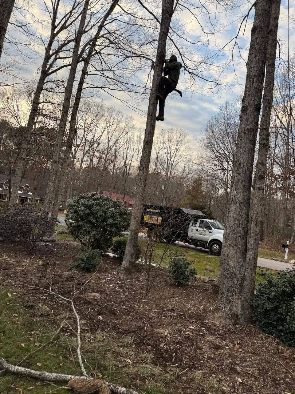 Climber roping down limbs during structural pruning