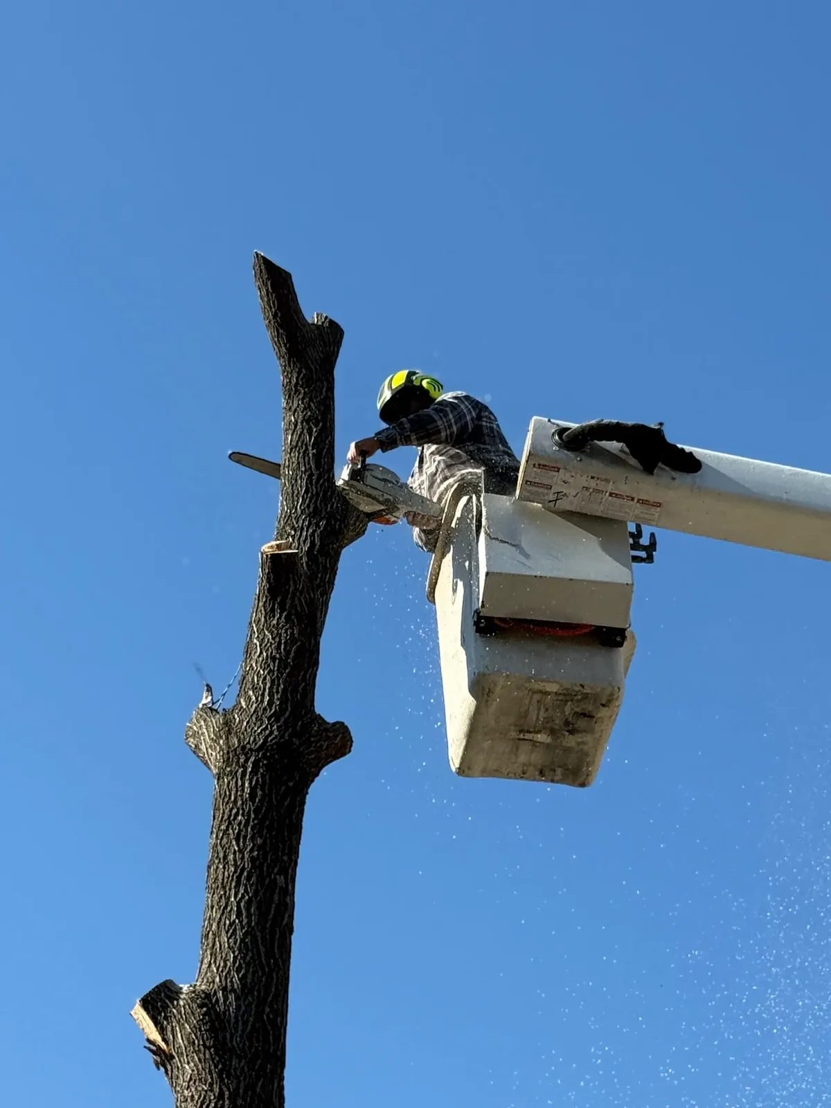 Tree worker in a bucket lift dismantling a tree trunk section by section