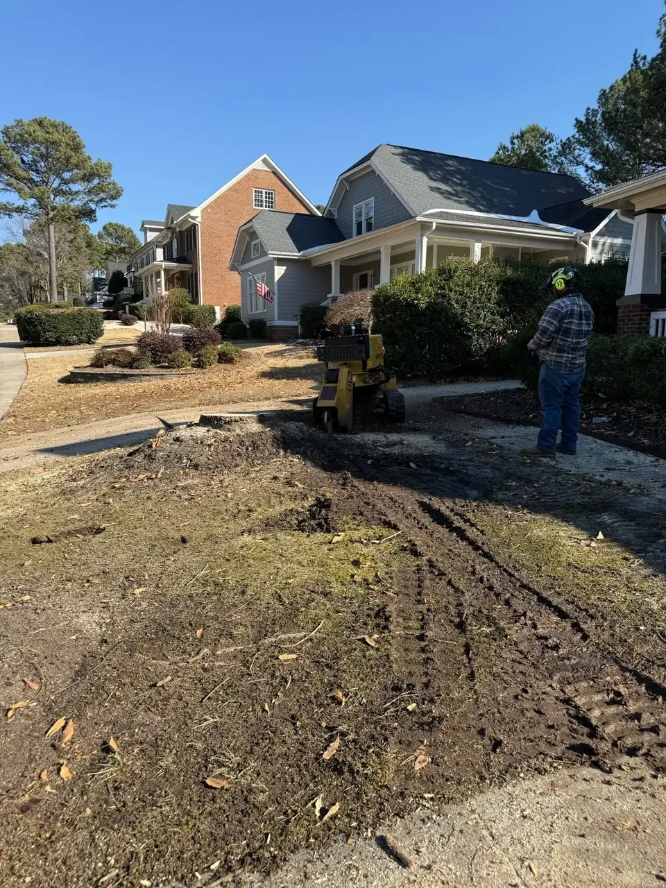 Yard cleaned up after stump grinding near a home Yard cleaned up after stump grinding near a home