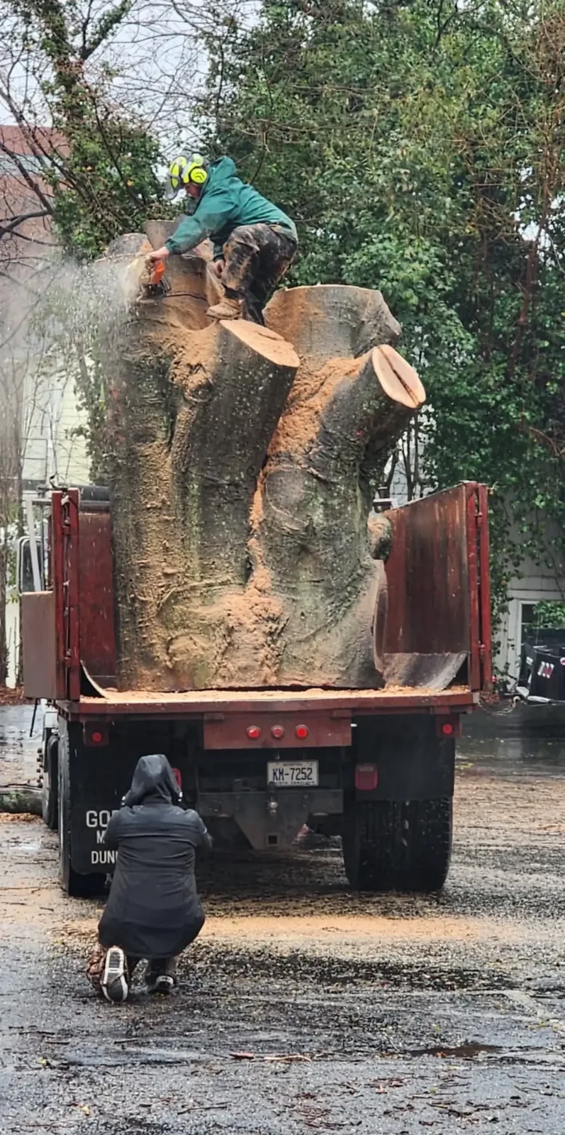 Oversized trunk section loaded into a dump truck for haul-off